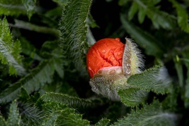 Bud kafalı gelincik çiçek açar. Arkaplan, çiçek açması ya da dönüşümü gösteriyor