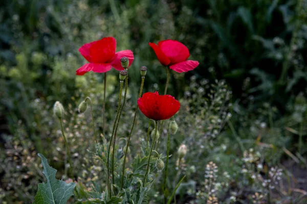 Dziki czerwony kwiat maku. Tło samotnej rośliny — Zdjęcie stockowe
