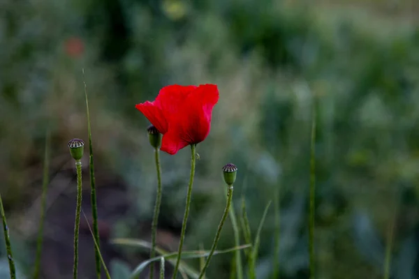 Flor de amapola roja salvaje. Fondo de la planta solitaria —  Fotos de Stock