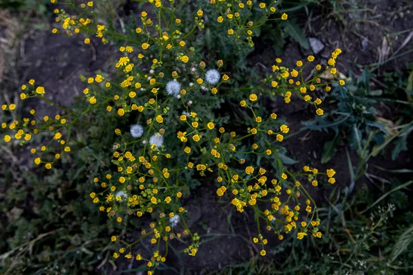 As pequenas flores amarelas. Antecedentes com plantas selvagens — Fotografia de Stock