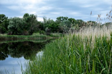 Güzel manzara - söğüt ağaçları ve sazlıklar göle yansıyor