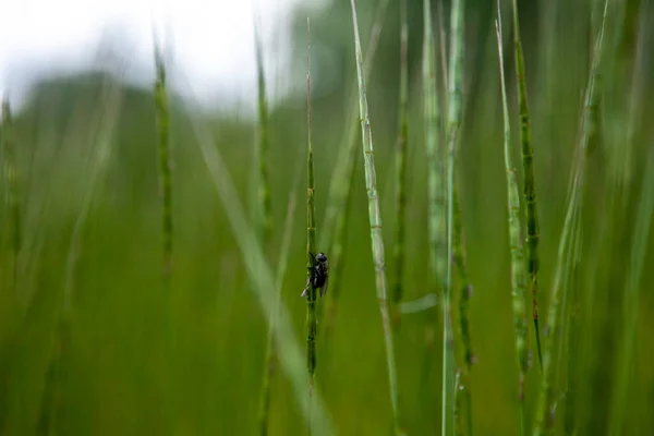 Un pequeño insecto sentado en una brizna de hierba en el campo —  Fotos de Stock