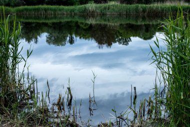 Güzel manzara - söğüt ağaçları ve sazlıklar göle yansıyor