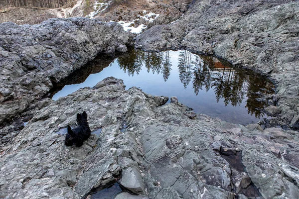 Pies Scotch Terrier spacerujący po kamieniach wymarłego wulkanu — Zdjęcie stockowe