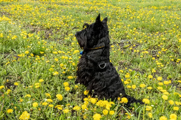 Scotch Terrier går genom ängen med maskrosor — Stockfoto
