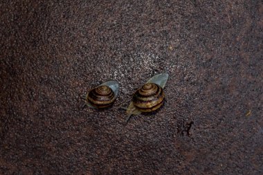 Yağmurdan sonra metal yüzeyde oturan birkaç salyangoz.