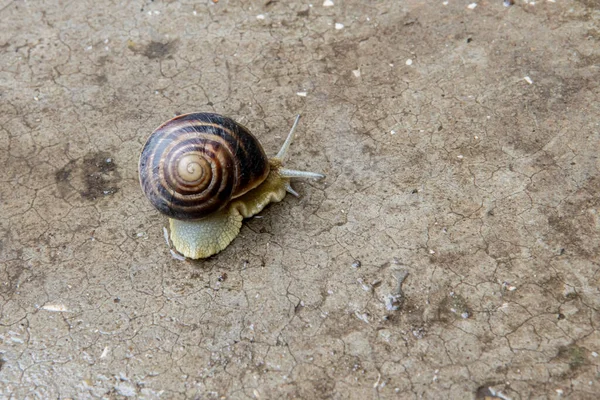 Gros escargot de raisin gros plan est rampant sur la surface — Photo