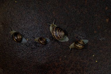 Yağmurdan sonra metal yüzeyde oturan birkaç salyangoz.