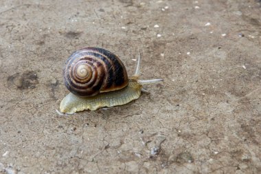 Büyük üzüm salyangozu yüzeyde sürünüyor.