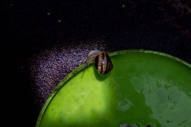 Yeşil plastik tabakta sürünen üzüm salyangozu. Akşam yemeği için.