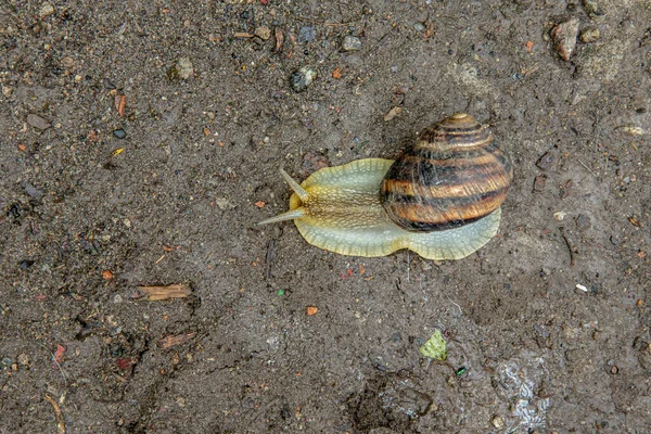 Belo caracol de uva rastejando no chão ao longo da folha — Fotografia de Stock