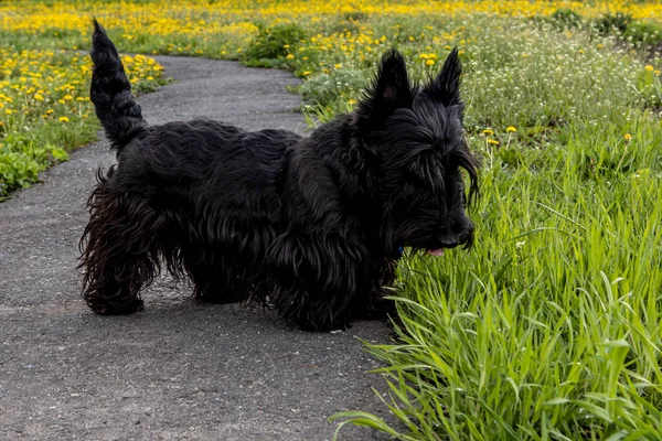 Valpen Scottish Terrier går på en stig i gräset — Stockfoto