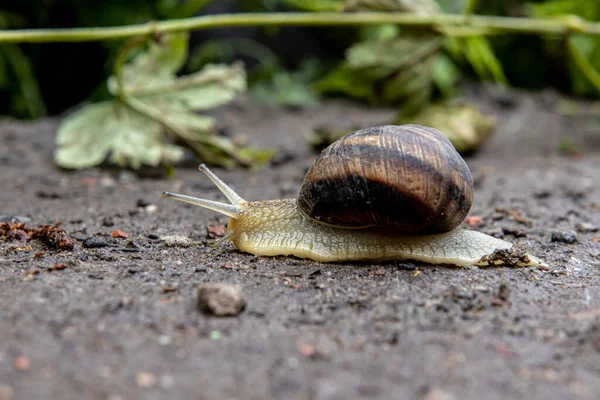 Beautiful grape snail crawling on the ground along the leaf — Stock Photo, Image