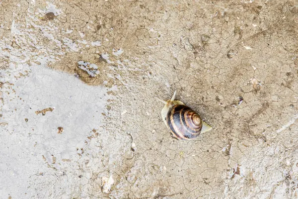 葉に沿って地面を這う美しいブドウカタツムリ — ストック写真