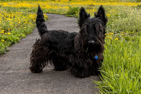 Kiskutya skót terrier sétál egy ösvényen a fűben — Stock Fotó