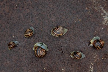 Yağmurdan sonra metal yüzeyde oturan birkaç salyangoz.