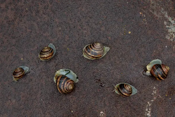 Yağmurdan sonra metal yüzeyde oturan birkaç salyangoz.