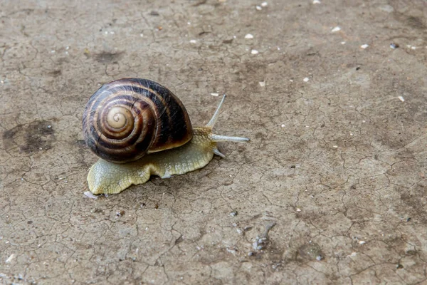 Gros escargot de raisin gros plan est rampant sur la surface — Photo