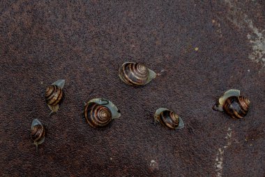 Yağmurdan sonra metal yüzeyde oturan birkaç salyangoz.