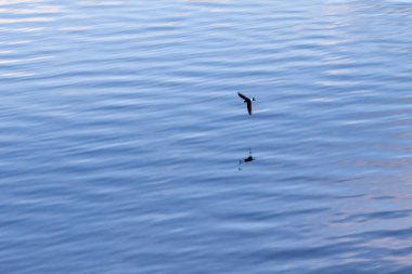 Küçük kırlangıç dalgalar ve yansıyan gökyüzüyle suyun üzerinde alçaktan uçar.