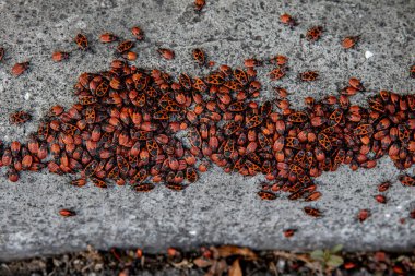 Bir grup kundakçı yaklaşıyor. Parlak kırmızı böcekler