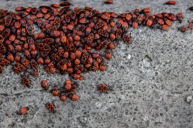 Bir grup kundakçı yaklaşıyor. Parlak kırmızı böcekler