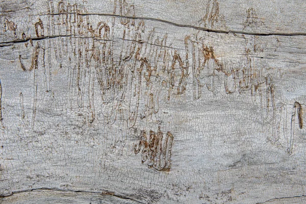 Die Textur der Baumrinde, die vom Borkenkäfer gefressen wird. — Stockfoto