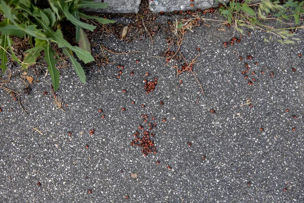 Acumulação de besouros Pyrrhocoris apterus em uma superfície concreta com raminhos de grama. Fundo natural e lugar para texto — Fotografia de Stock