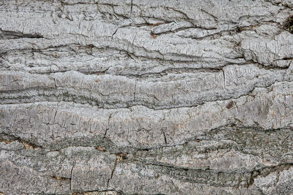 Textura y fondo de la corteza de un árbol viejo primer plano — Foto de Stock