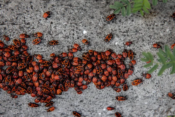 Συσσώρευση σκαθαριών Pyrrhocoris apterus σε μια επιφάνεια σκυροδέματος με αγκάθια χόρτου. Φυσικό υπόβαθρο και τόπος για κείμενο — Φωτογραφία Αρχείου