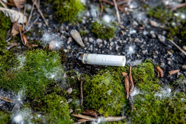 Zigarette liegt auf dem Moos und Flaum von Pappeln. Waldbrandgefahr. Umweltverschmutzung durch den Menschen — Stockfoto