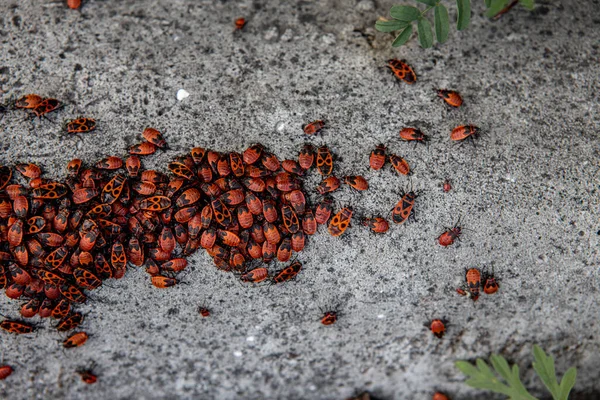 The group of firebugs close up. Bright red insects — Stock Photo, Image