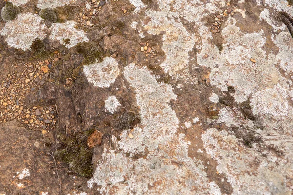 Le lichen sur la pierre. Contexte naturel et texture — Photo