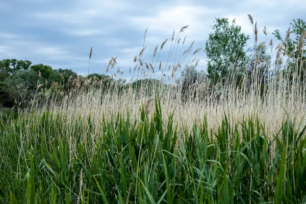 Hoog gras op een zomerweide. Natuurlijke achtergrond en textuur — Stockfoto