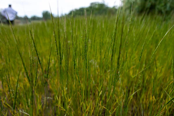 Hierba alta en un prado de verano. Fondo y textura natural —  Fotos de Stock