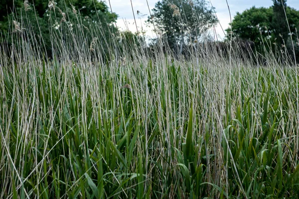 Hierba alta en un prado de verano. Fondo y textura natural —  Fotos de Stock