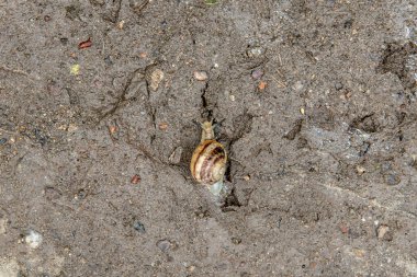 Büyük üzüm salyangozu yüzeyde sürünüyor.