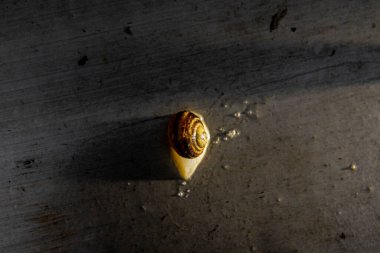 Büyük üzüm salyangozu yüzeyde sürünüyor.