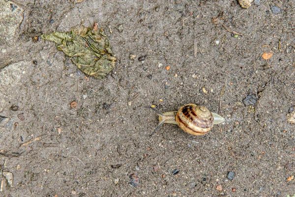 Gros escargot de raisin gros plan est rampant sur la surface — Photo