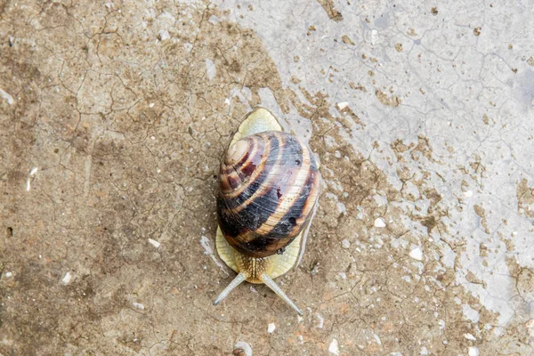 Gros escargot de raisin gros plan est rampant sur la surface — Photo