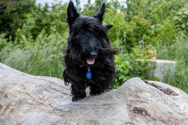 Stort hundporträtt av en skotsk terrier på stubben i skogen — Stockfoto