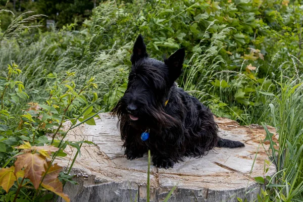 Duży portret psa szkockiego teriera na pniu w lesie — Zdjęcie stockowe