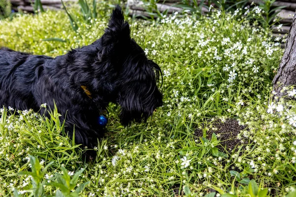 Sieht der Hund den Igel im Gras an. Interaktion der Tiere — Stockfoto