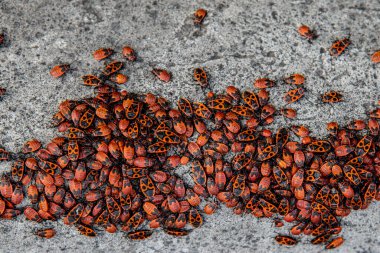 Büyük miktarda kırmızı böcek konsantrasyonu. Yukarıdan görünüşü