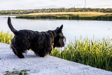 Kara köpek kıyıda durur ve suyu izler.