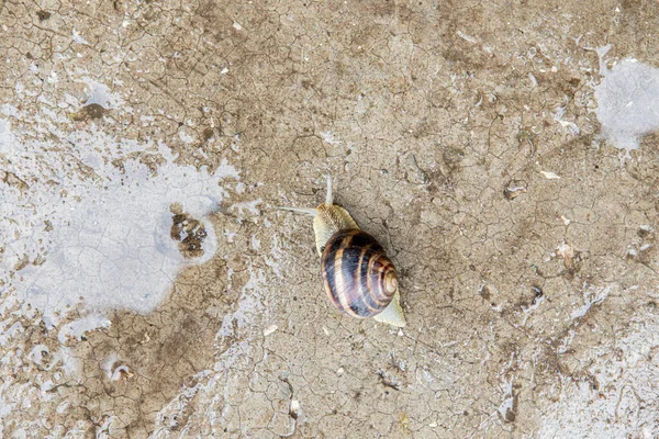 Malý hroznový slimák plazící se po betonovém povrchu — Stock fotografie