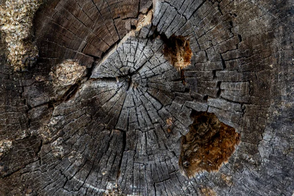 Detailní záběry starého kulatého stromu. Suché poškozené dřevo — Stock fotografie