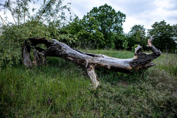 El viejo árbol muerto caído yaciendo en un claro en el bosque — Foto de Stock