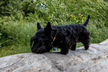 Küçük köpek ormandaki devrilmiş bir ağaca sinsice yaklaşıyor.