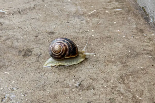 Kleine Weinbergschnecke kriecht auf der Betonoberfläche — Stockfoto